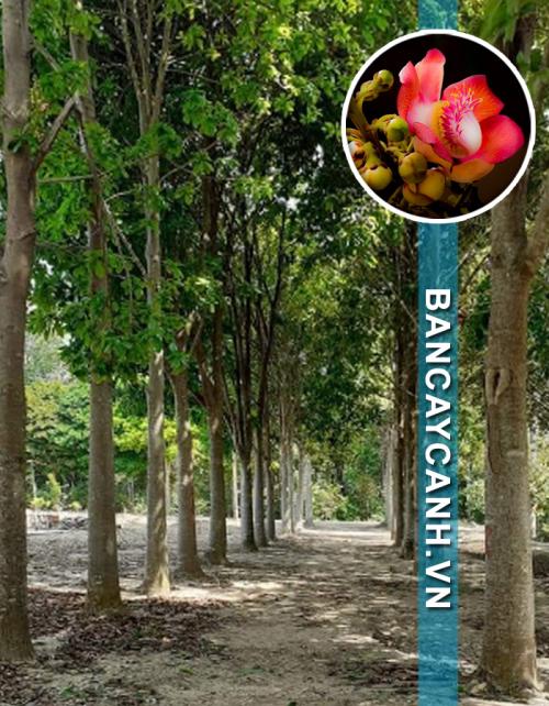 CÂY NGỌC KỲ LÂN - COUROUPITA GUIANENSIS HÀNG ĐÁNH THẲNG 